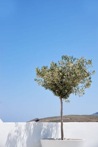 VIP studios porto klaras olive tree and blue sky